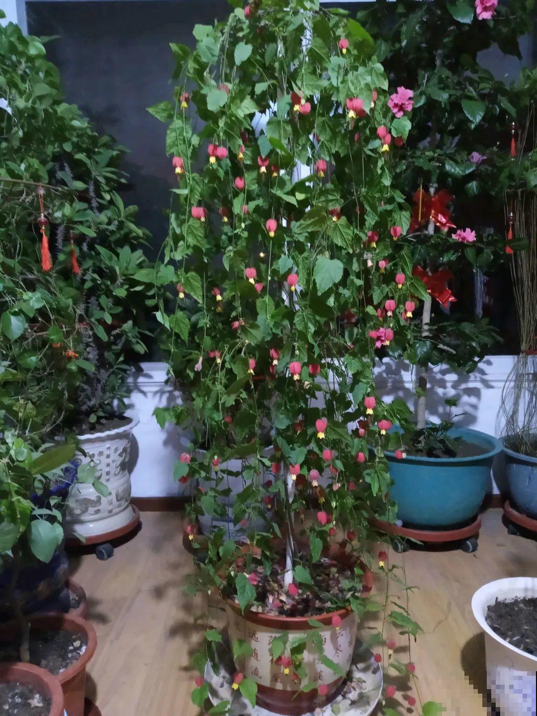 家里养盆蔓性风铃花，掌握4点养护技巧，全年花开不间断！