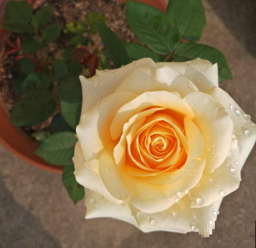 这种花美得很独特,家里种一盆,亲戚抢着要! 这种花美得很独特,家里种一盆,亲戚抢着要!