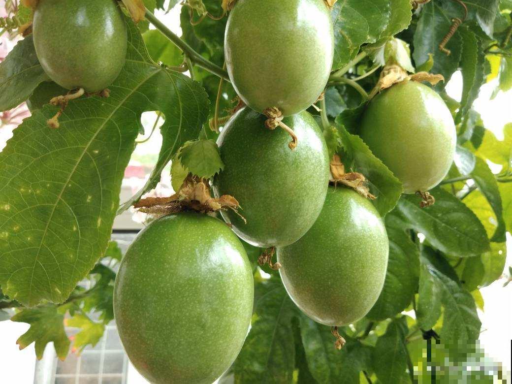 几粒种子就能种出百香果,省了不少钱,而且养护特简单! 几粒种子就能种出百香果,省了不少钱,而且养护特简单!