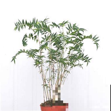 家里不能养竹子？最适合摆在桌子上的竹子，比花还好看！