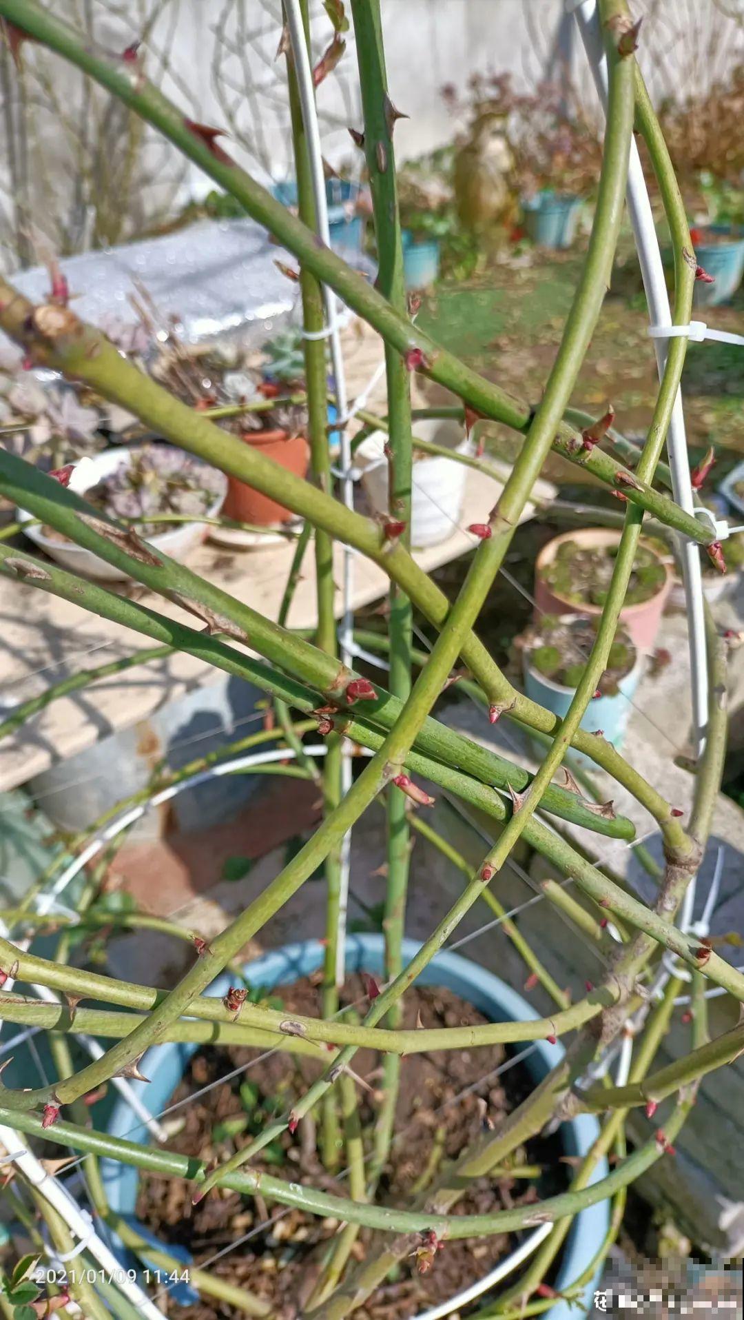 7种花，现在绝对不能剪，剪了一年不开花！