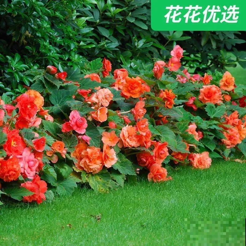 1种花不能用大盆，盆越小，水越少，开花更爆盆！