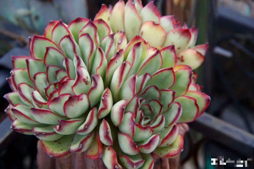 多肉要是养好了，精致得像艺术品，光看就很满足了