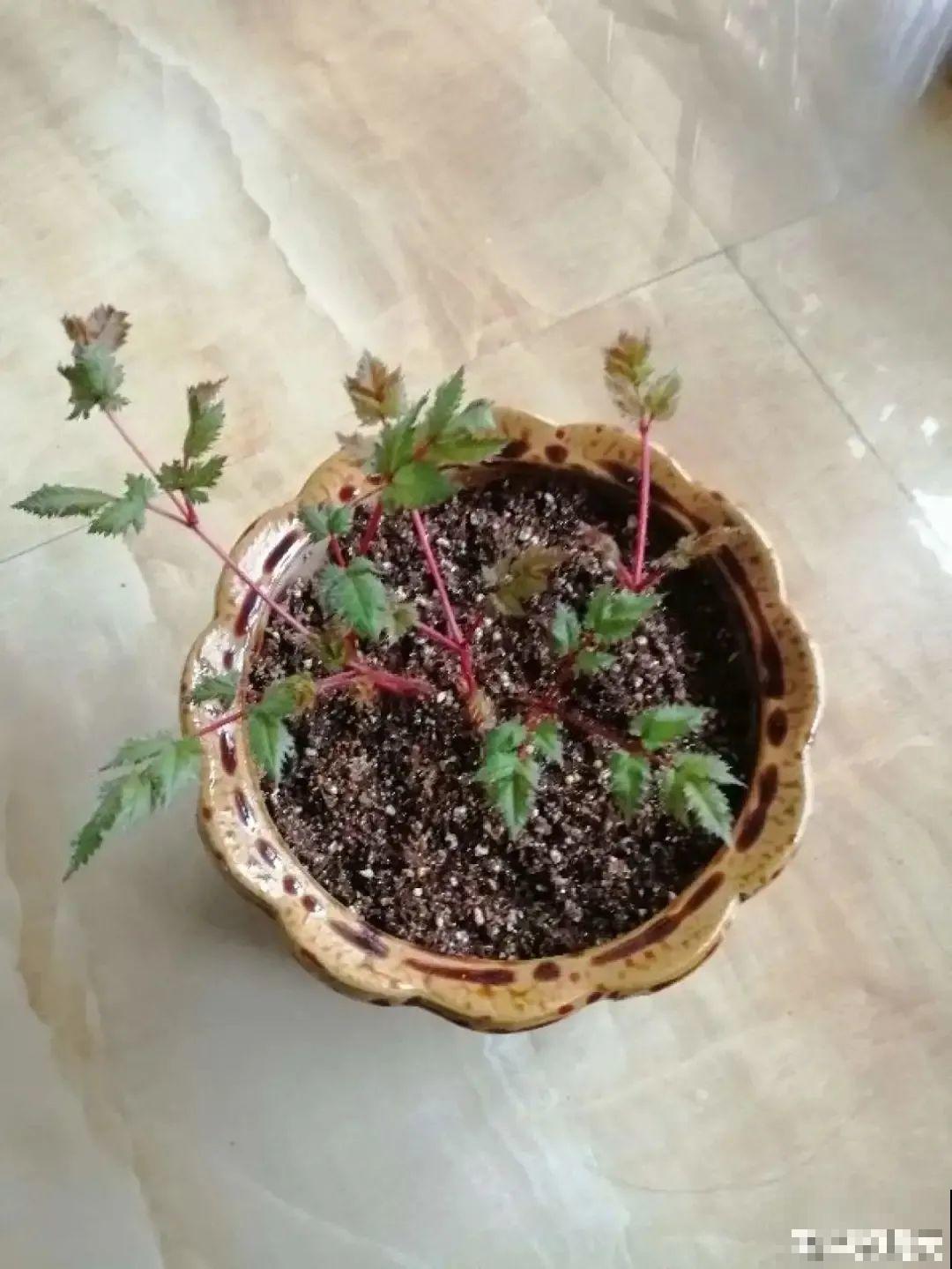 落新妇耐寒又耐阴，颜值高，气质佳，今年最流行！