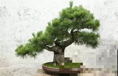 养护蓬莱松，一定要知道这几点，学会才能一年四季绿油油！