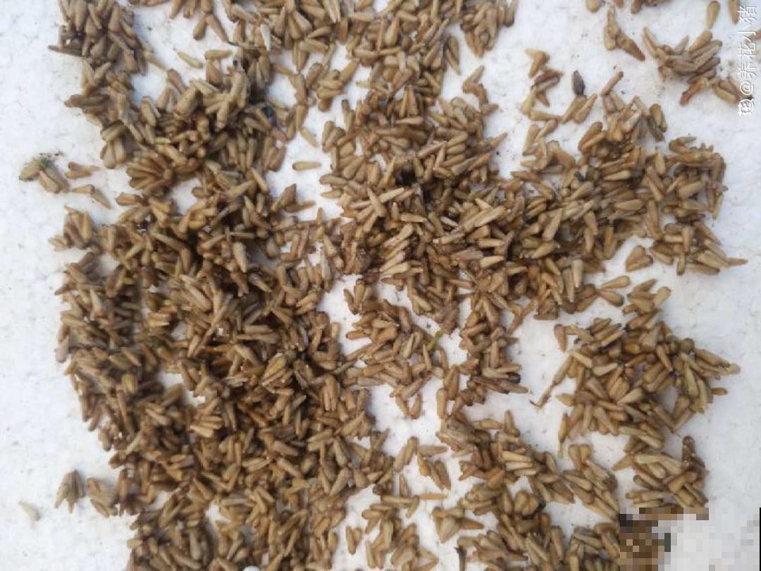 买花种子总是不对版,记住这些种子,少上当! 买花种子总是不对版,记住这些种子,少上当!