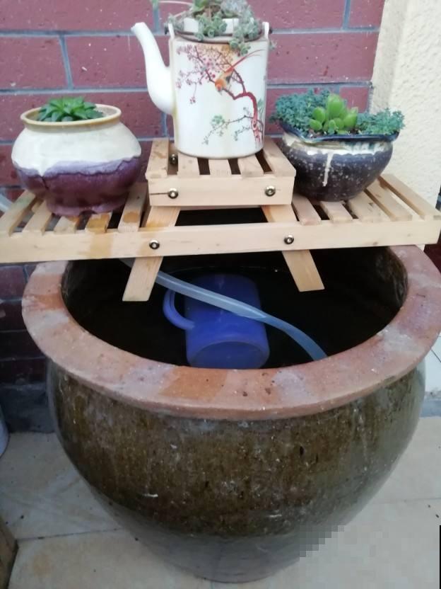 大水缸里面种花，花长得更健壮，养家里就是传家宝！
