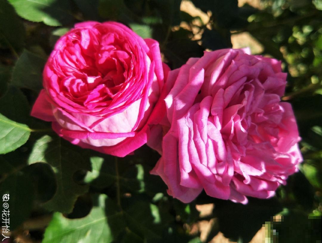 月季12个月计划表，按照这个养，大花墙不是梦！