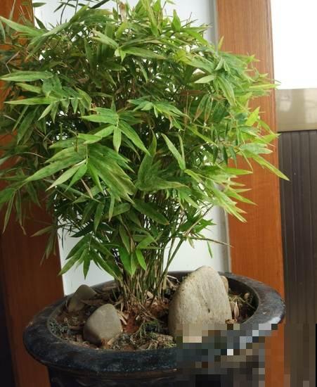 家里不能养竹子？最适合摆在桌子上的竹子，比花还好看！