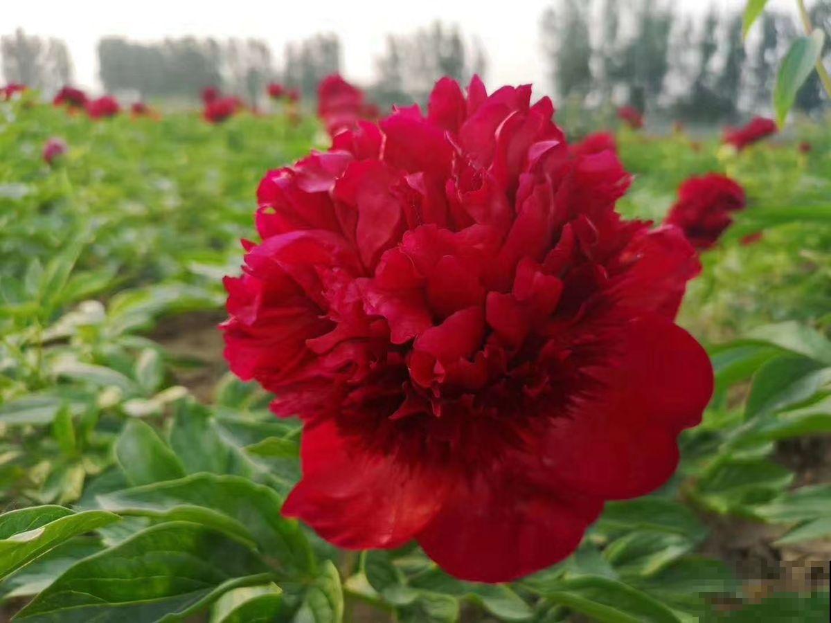 4种花超霸气，院子里养一种，开花气质独特