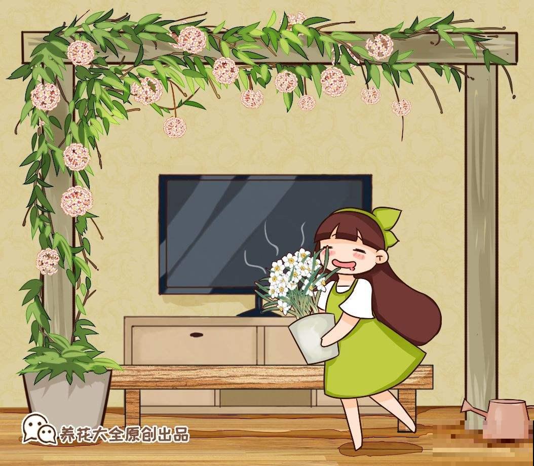 养护球兰有诀窍，做好4个要点，盆盆开满小花球！