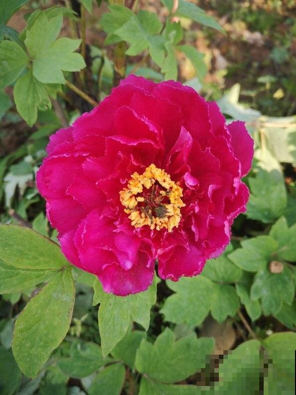 今年买年宵花，本命年可以养4种花，红红火火旺运一整年