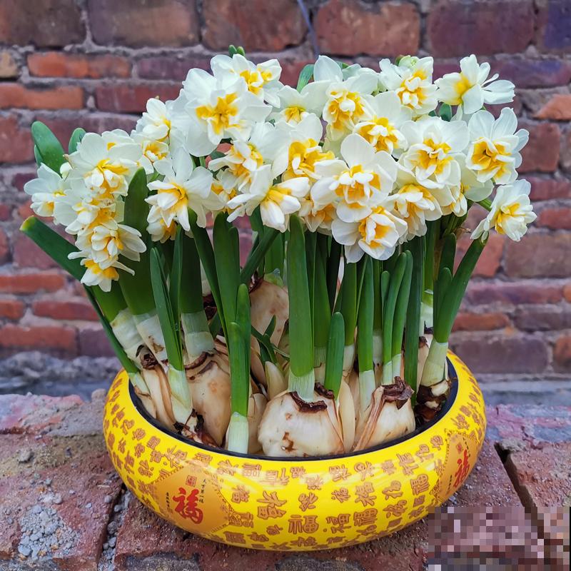 春天养5种花，很快就能花开满园，开花超美