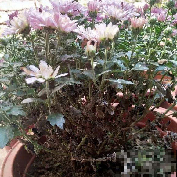 百合开花不是一次性，开完要施肥，1盆能生20盆