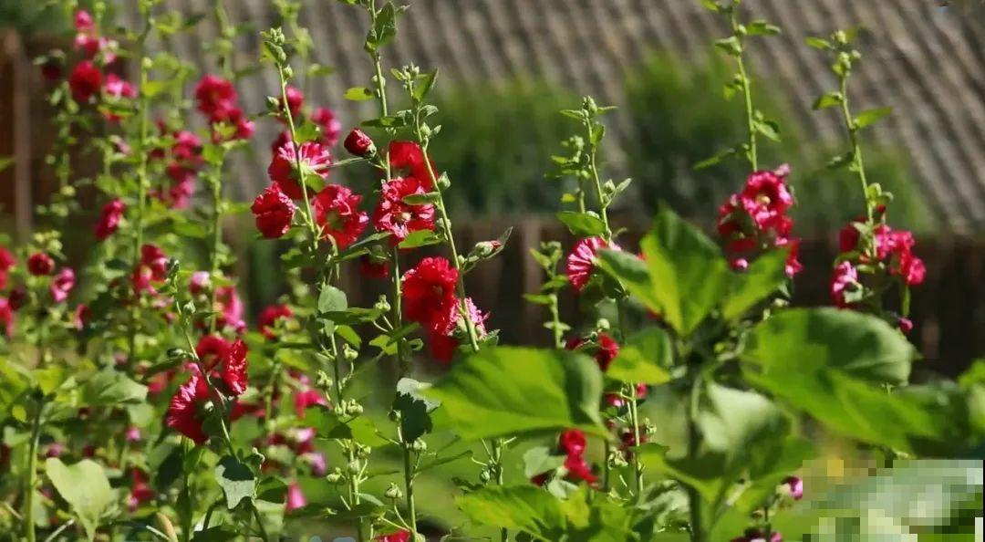 3年的时间，老院子变成大花园，过上塔莎奶奶一样的日子！