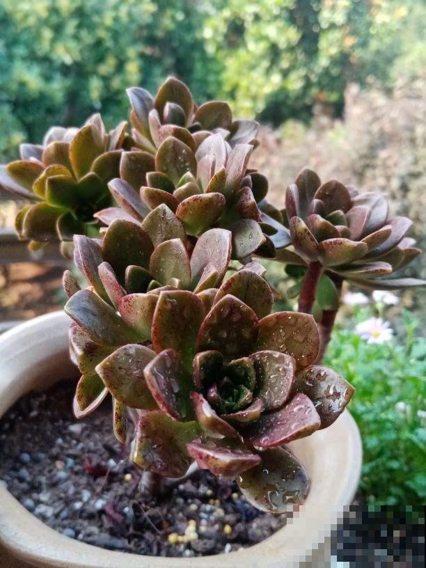 多肉长得老高,长成了“瘦高杆”,赶紧砍掉还能变美 多肉长得老高,长成了“瘦高杆”,赶紧砍掉还能变美