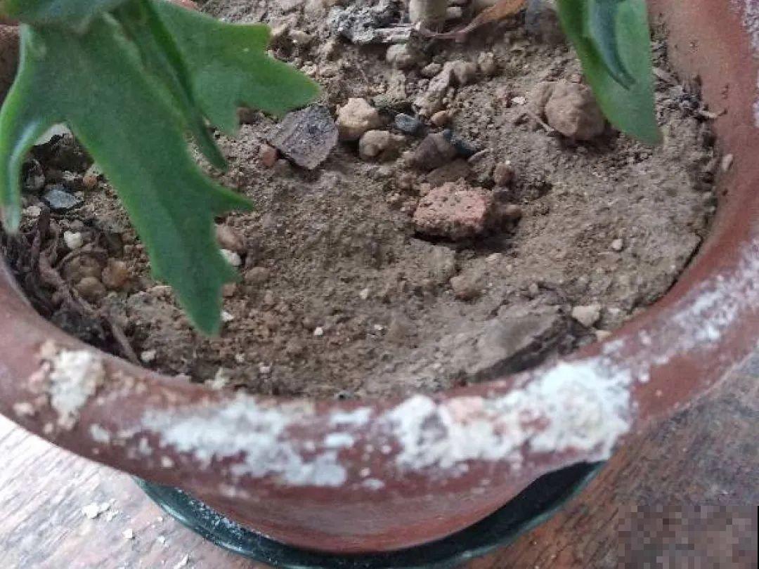 10个养花偏方,一般人我不告诉他,养花太好用 10个养花偏方,一般人我不告诉他,养花太好用