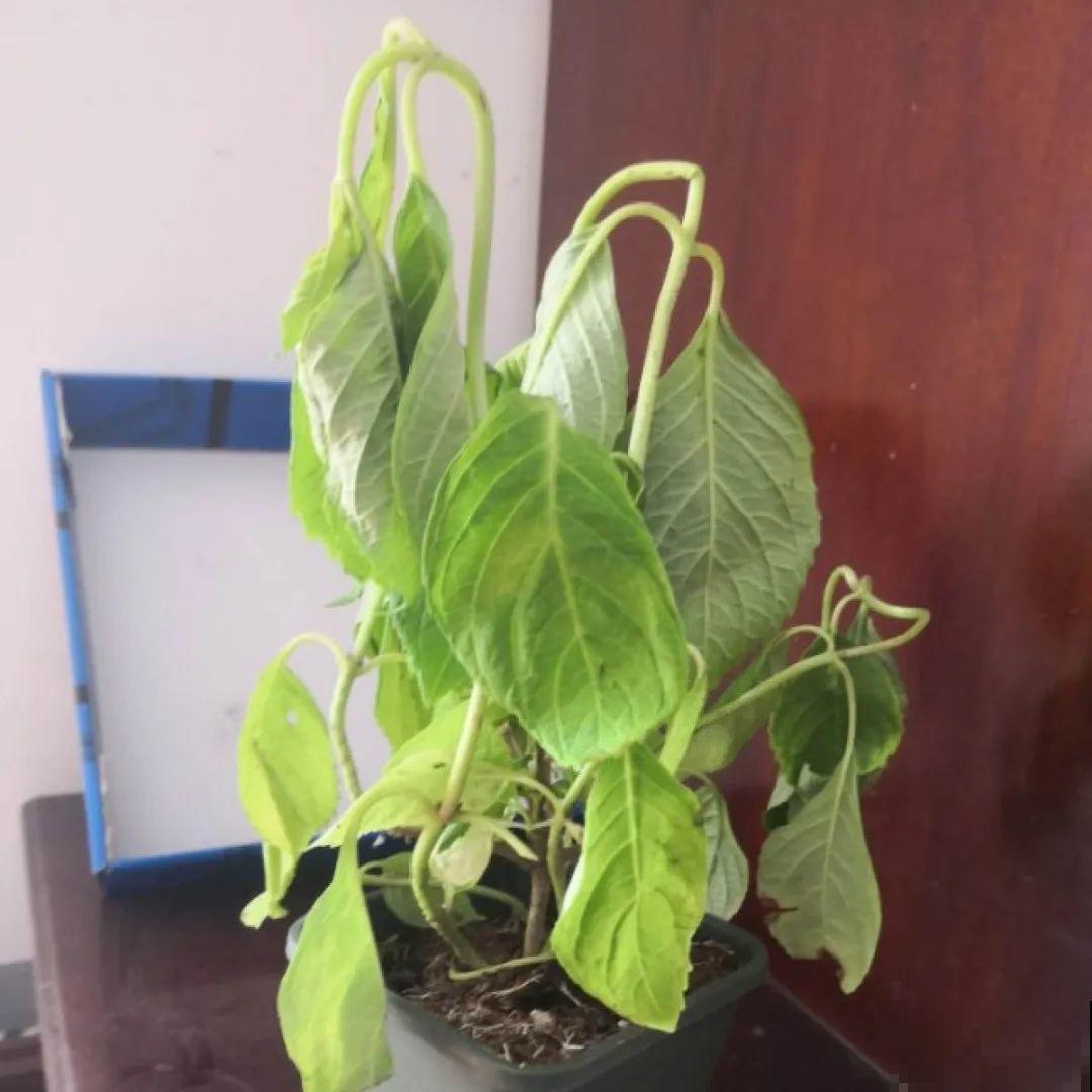 10种花的缺水信号，看到赶紧浇，不然3天必死！