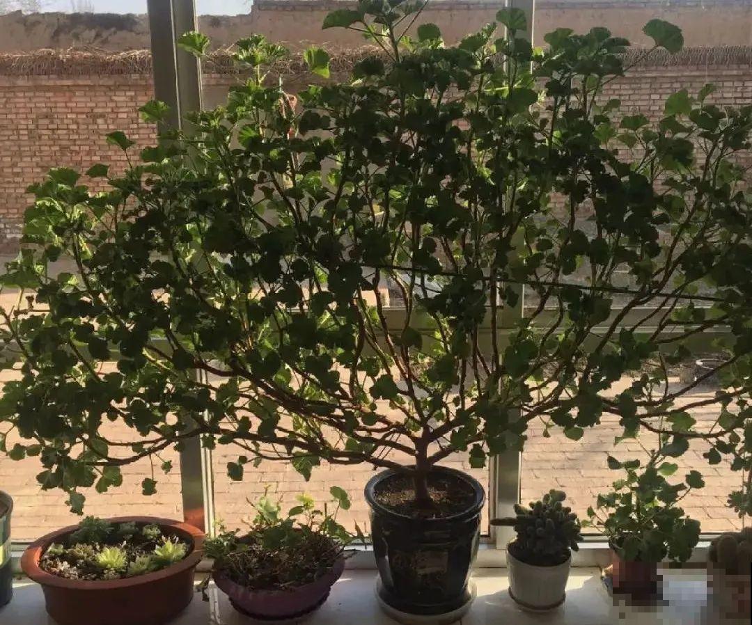 5种花养在小花盆里，只要养两年，就能变成老桩