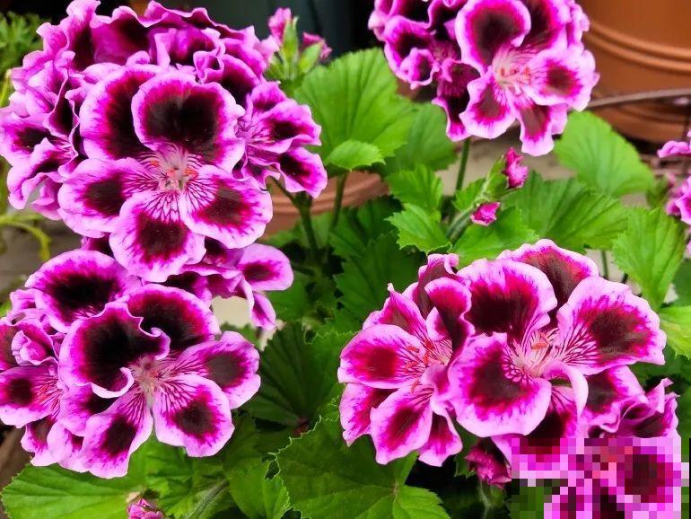 5年的花园，消失只要3天，全没了……