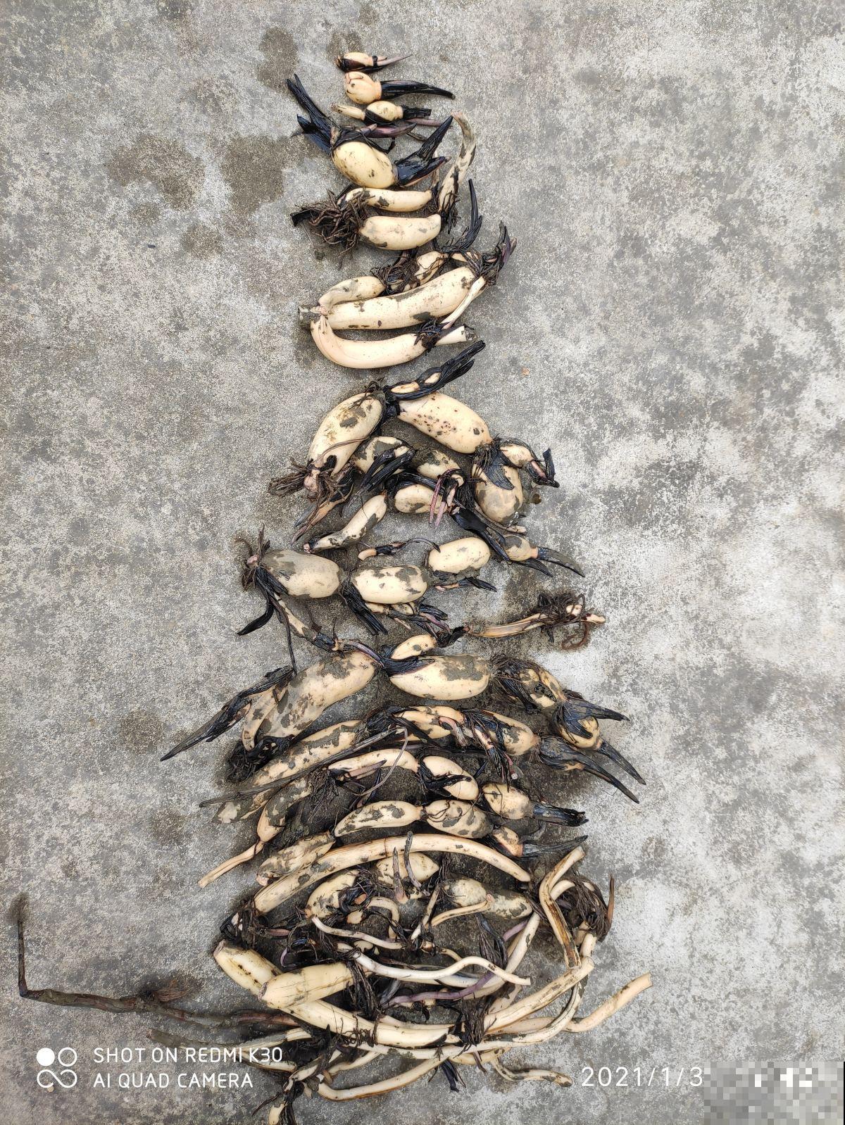 年后的小凉菜,爽口开胃还刮油,减脂最合适 年后的小凉菜,爽口开胃还刮油,减脂最合适