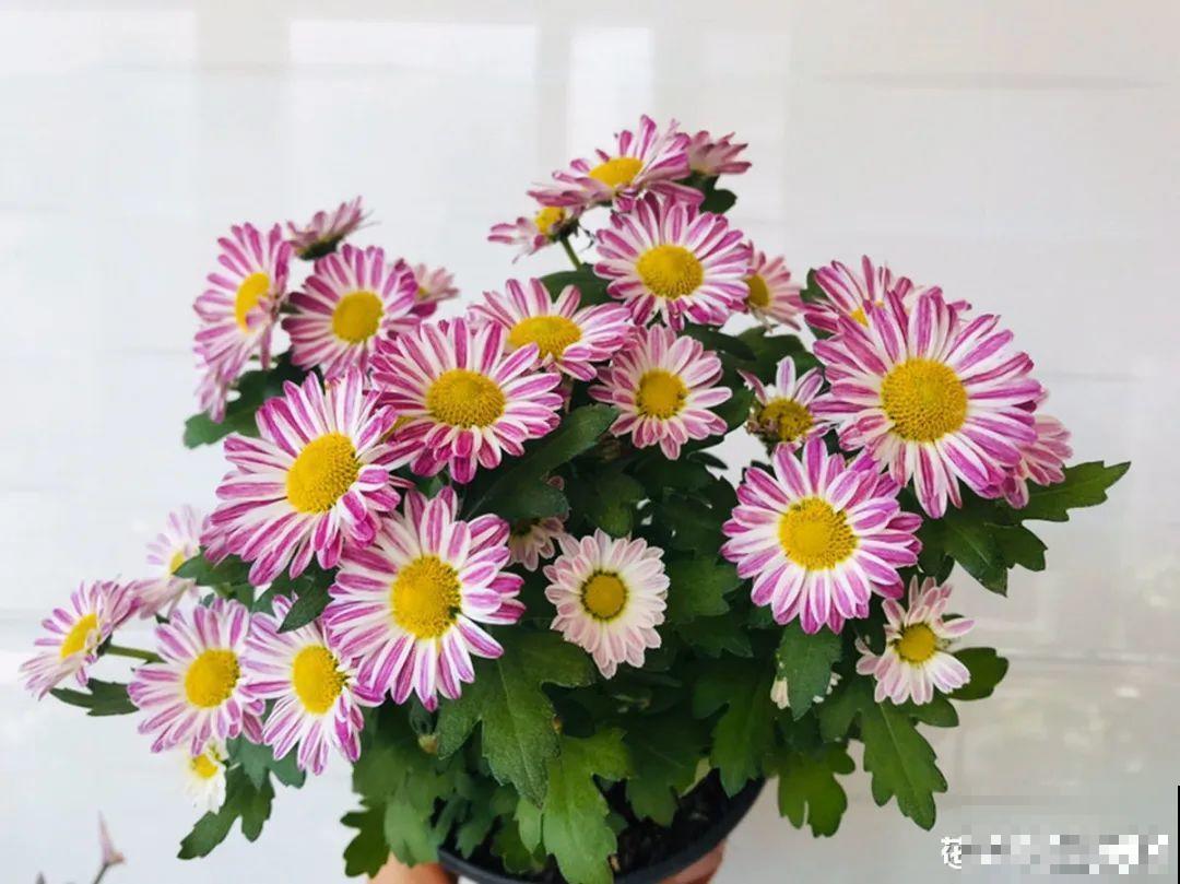 春天给花分株，1盆变成多盆，很快爆盆