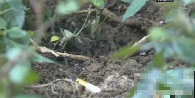 法院门口的花，全都被偷光，小偷的回答令人哭笑不得