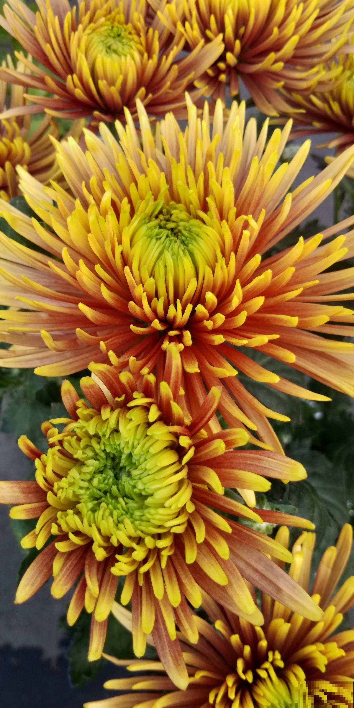 新手买花,要注意4个方面,才能选到好花 新手买花,要注意4个方面,才能选到好花