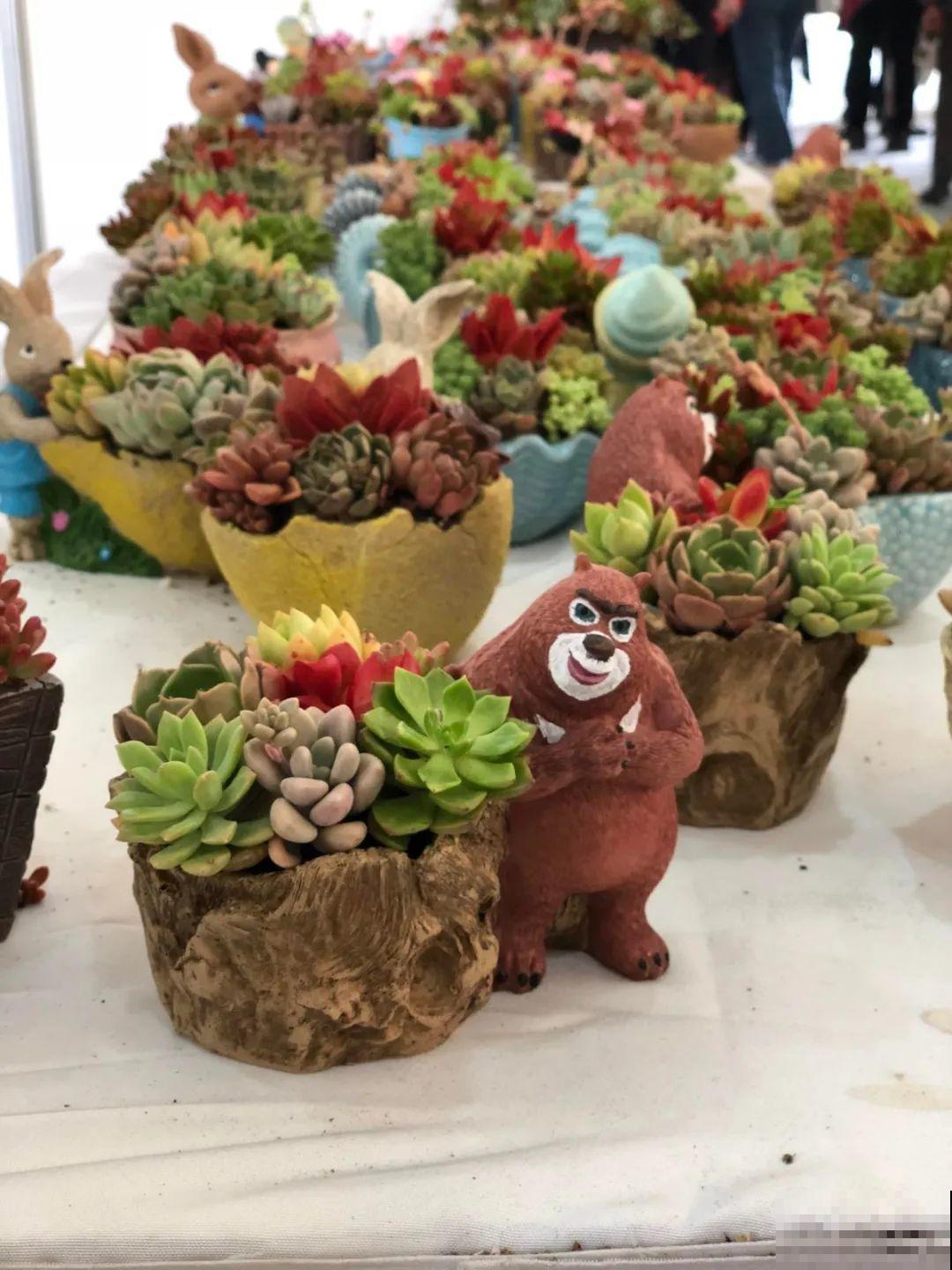 多肉塞进一个盆里，像是艺术品，颜值高了好几个档次！