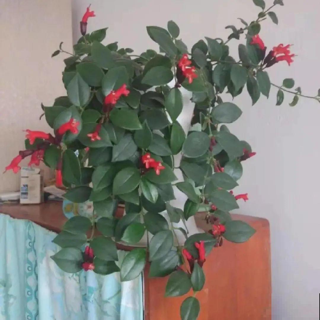 红红火火的过年花,开花特热闹,过年必备! 红红火火的过年花,开花特热闹,过年必备!