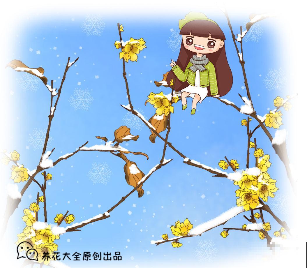 天气再冷也不怕，年宵花梅的养护技巧，你知道多少？