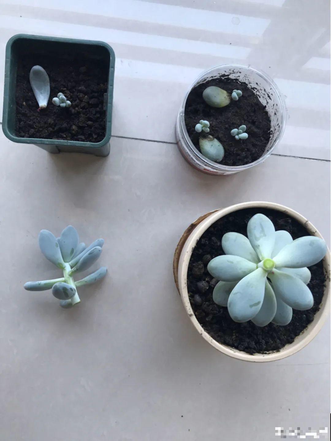 3月是给花剃头的好时机,现在狠心剪,下月就开花 3月是给花剃头的好时机,现在狠心剪,下月就开花