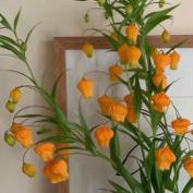 宫灯百合好看，开花像是小铃铛，养在家里特有气质