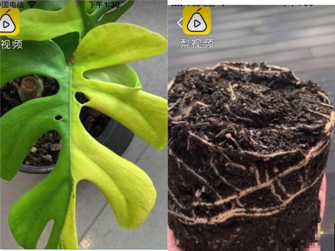 千万不要动我的花,以免赔的倾家荡产! 千万不要动我的花,以免赔的倾家荡产!