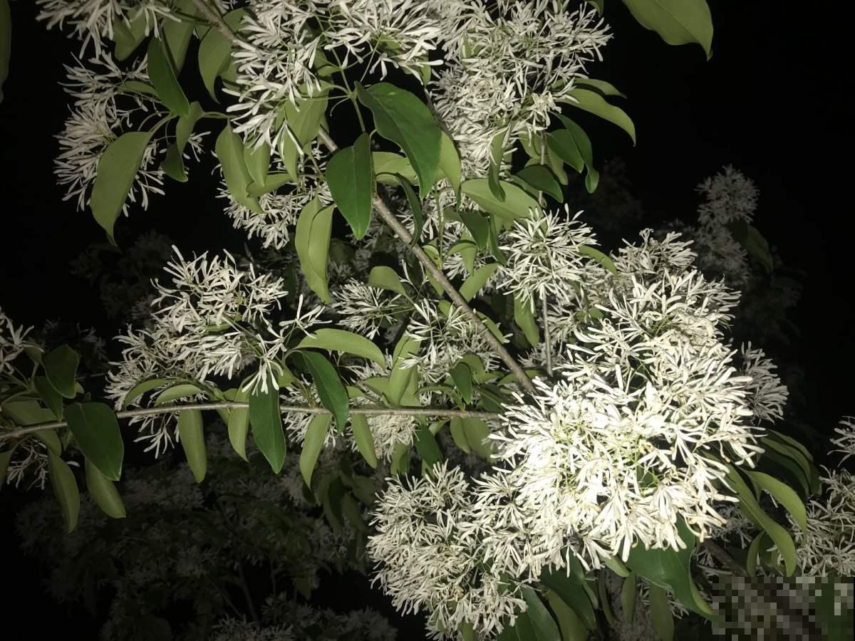 春天在院子里养花，种这6种，能开上千朵花