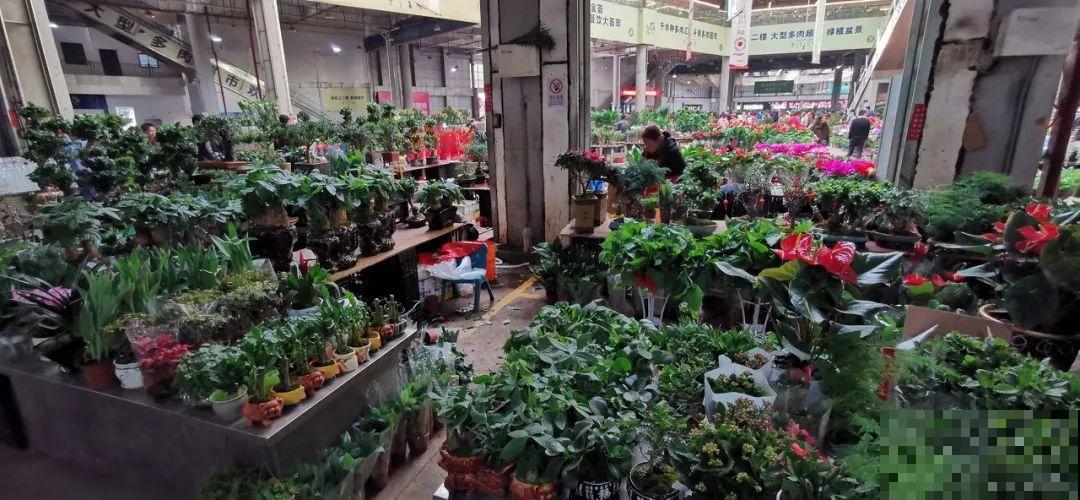 中国最大的6个花市，去过一个就爱上，大开眼界！