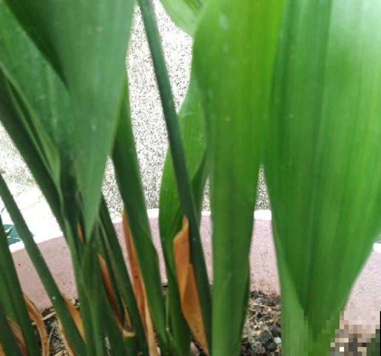 一叶兰耐阴又耐旱,皮实又好养活,注意3点咋养都好! 一叶兰耐阴又耐旱,皮实又好养活,注意3点咋养都好!