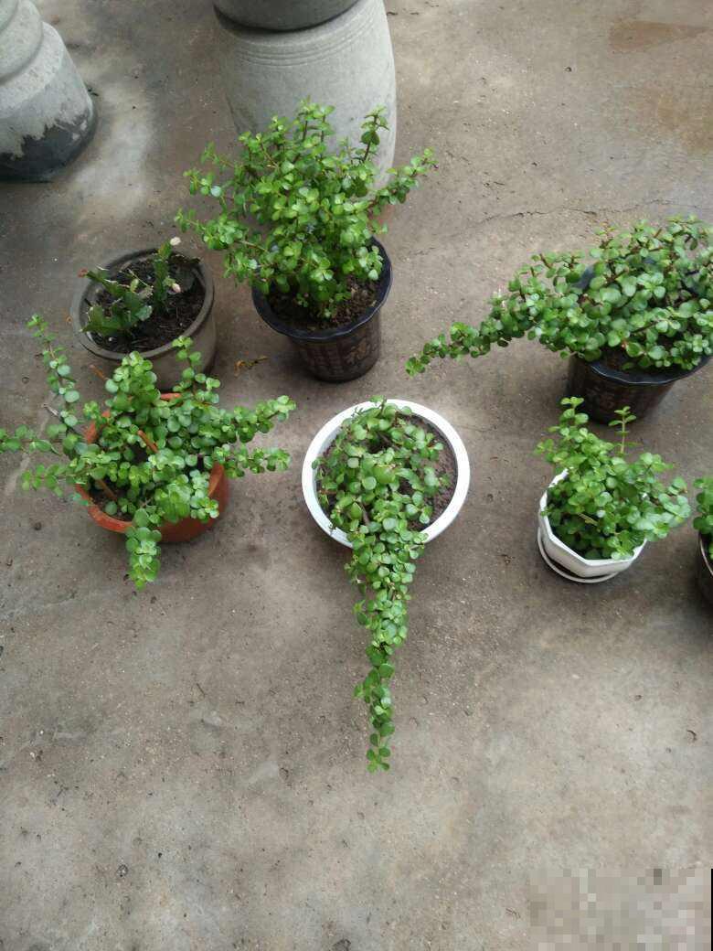 4种花特能生，只要养一盆，一年能扦插十几盆，赚了！