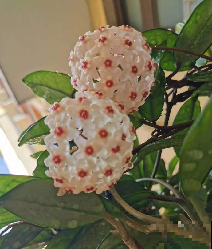 养护球兰有诀窍，做好4个要点，盆盆开满小花球！