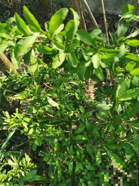 立春到，5种花长得超快，掐下嫩芽炒鸡蛋，喷香！