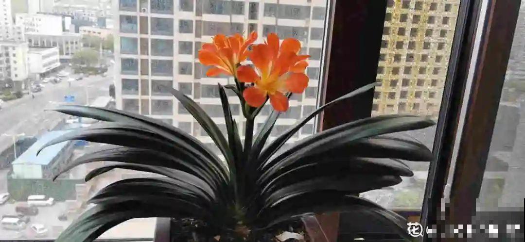 光照不好不要紧，浴霸照一照，花开爆盆！