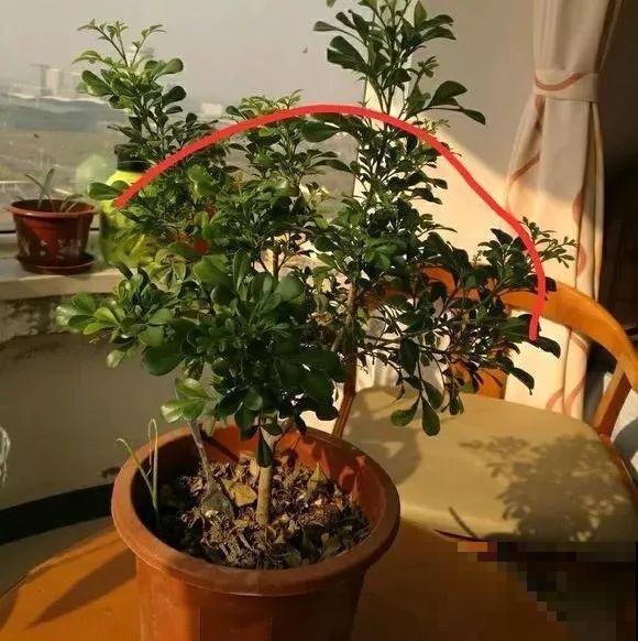 3月是给花剃头的好时机,现在狠心剪,下月就开花 3月是给花剃头的好时机,现在狠心剪,下月就开花