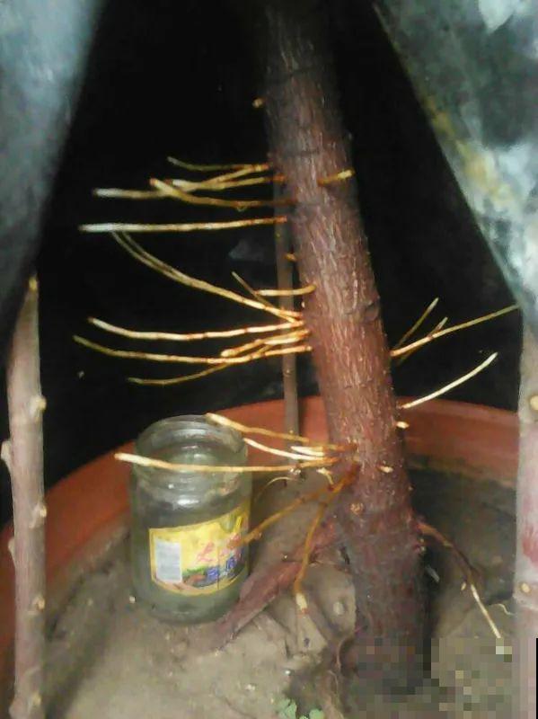 花在半空中生根了？恭喜你，又多了一棵花