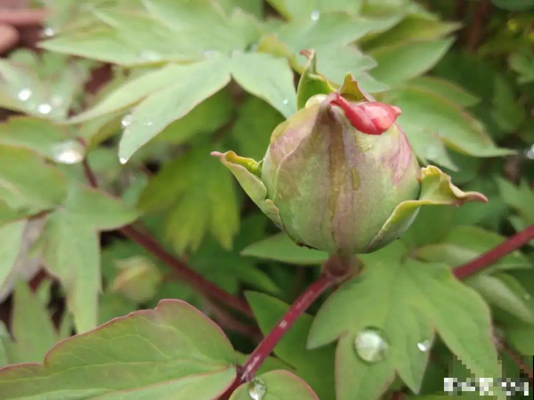 家里有这9种花，一定要冻一个月，才能开花更好看