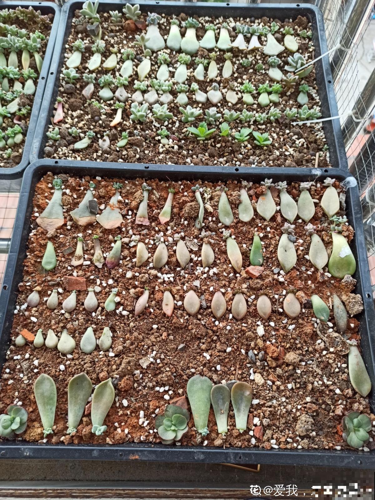 她养了上千棵多肉，排列得整整齐齐，妥妥的强迫症福音！