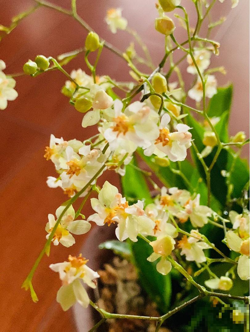 3套新手养花组合，简单好养开花颜值高，超适合新手花友