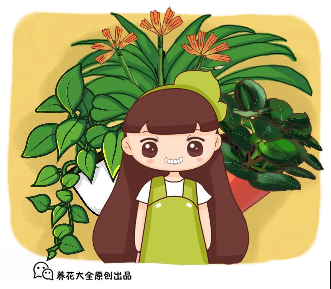 这种植物憨态可掬，耐阴又好养，像是一盆“小西瓜”！