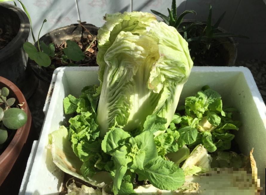 蔬菜不能乱吃，这4种菜很危险，看到就赶紧扔，别舍不得！