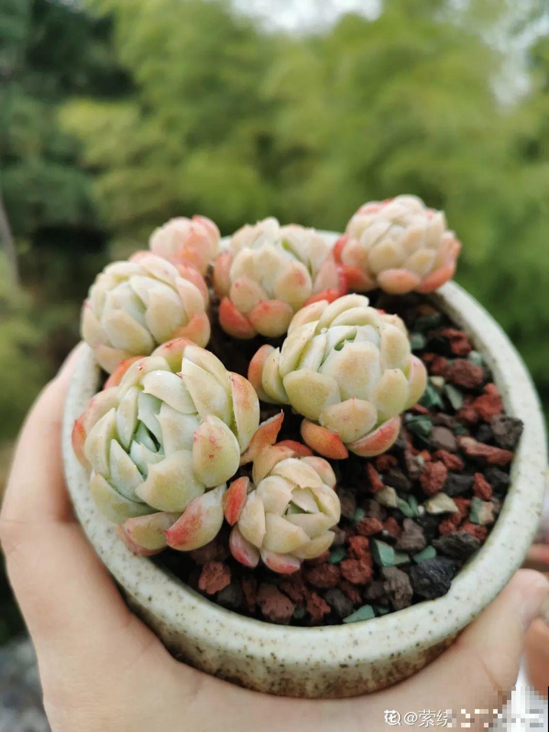 3款果冻多肉，透明软萌人人爱，好想轻轻咬一口！