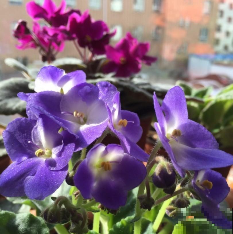 超级梦幻的紫罗兰，养护时做好这4点，才能花开不断！